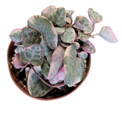 2" String of Hearts Variegated